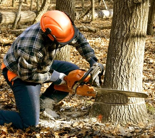 Tree Removal in New London, WI